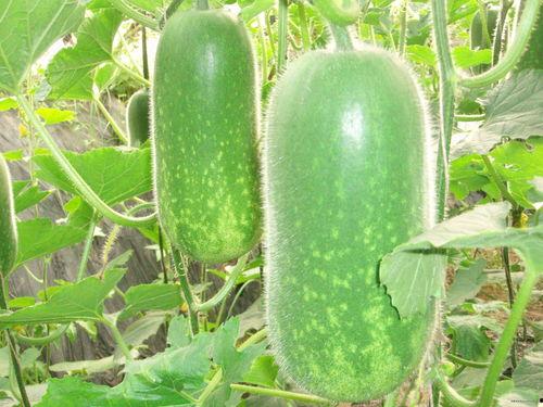 热门大瓜热心的朝阳爆料,朝阳爆料,明星隐私再掀波澜